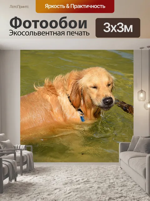 Фотообои Золотистый ретривер