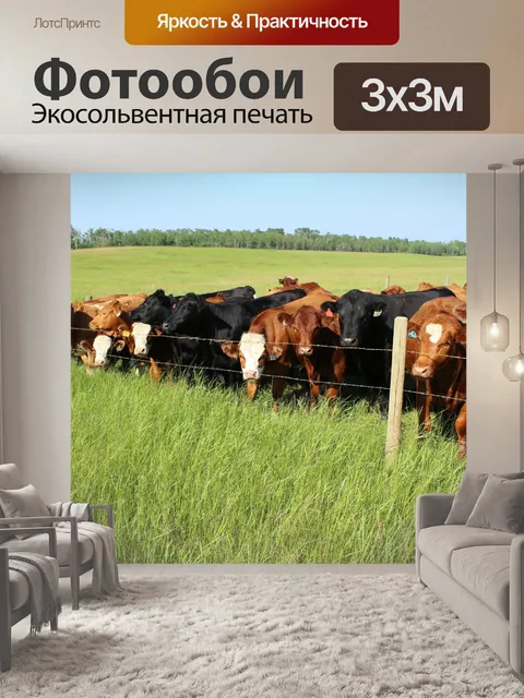 Фотообои Стадо коров выгона