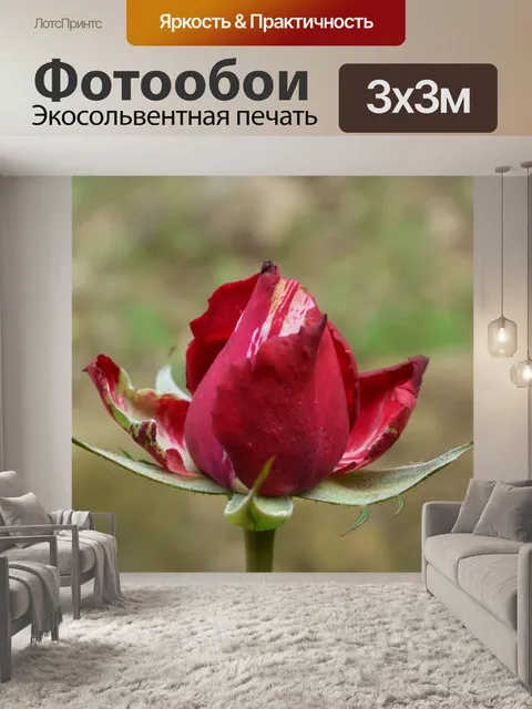 Фотообои Розы