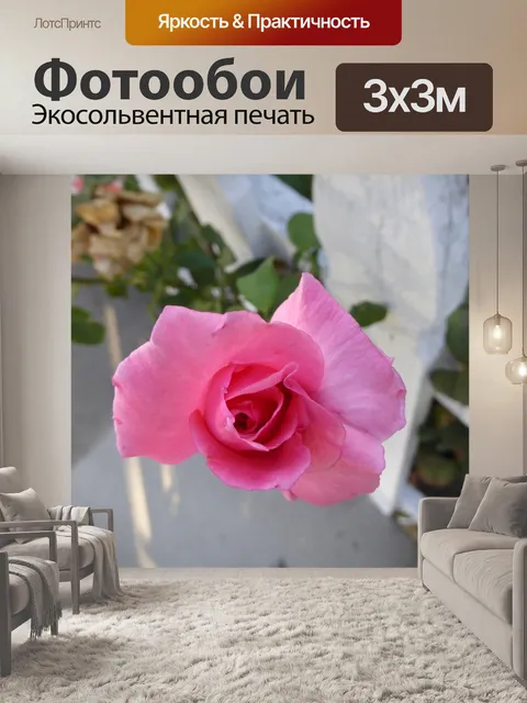 Фотообои закрыть начинающего розовая роза