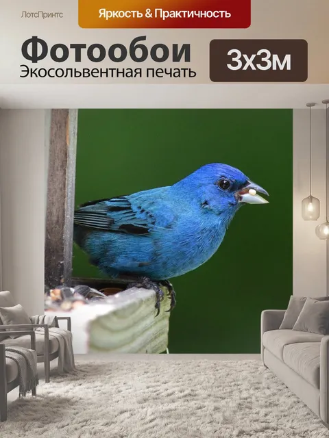 Фотообои Индиго