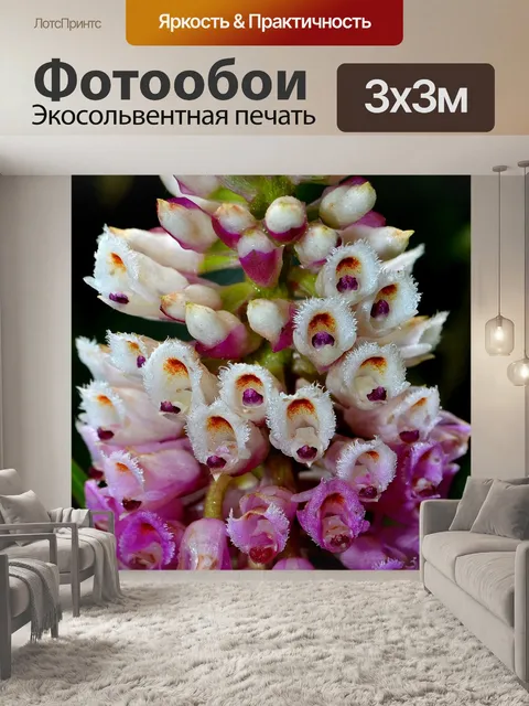 Фотообои Орхидеи