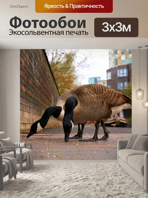 Фотообои Гуси