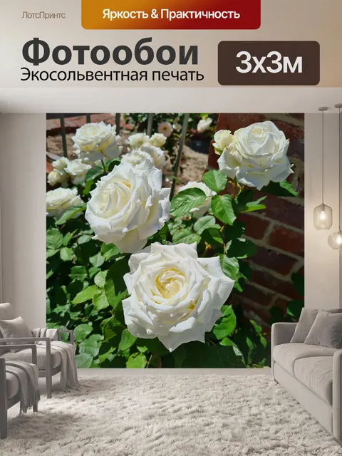 Фотообои Группа белых бенгальских роз