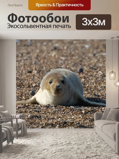 Фотообои Серый тюлень