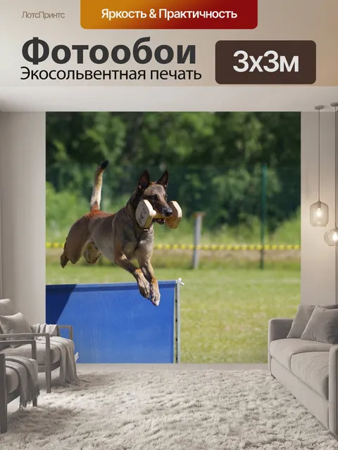 Фотообои Бельгийская овчарка малинуа