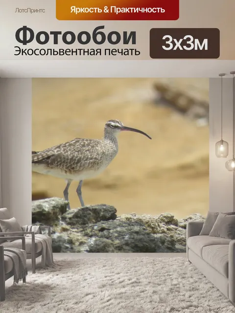 Фотообои Птица