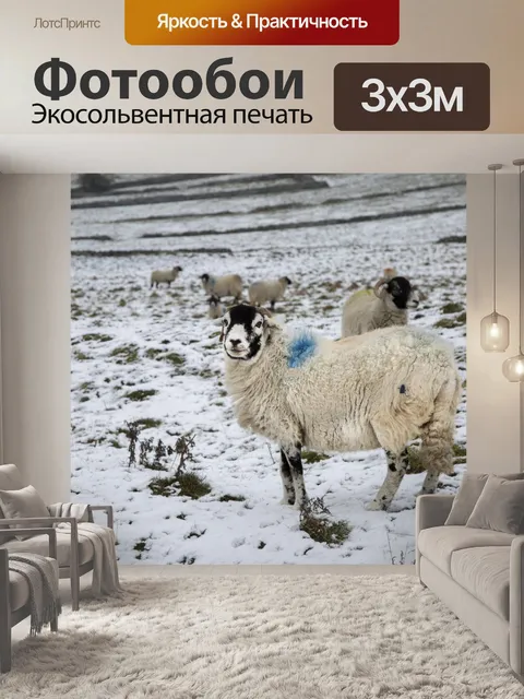 Фотообои Овца