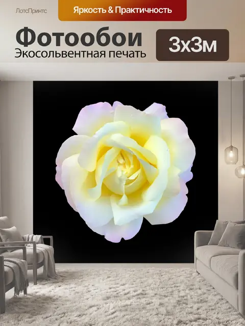 Фотообои Белая и золотая роза на черном