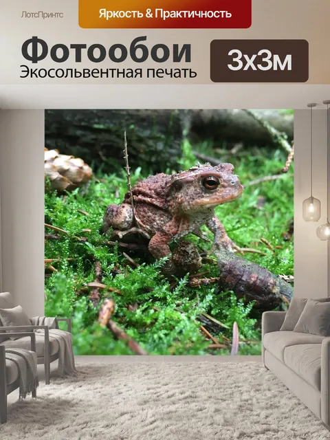 Фотообои Лягушка