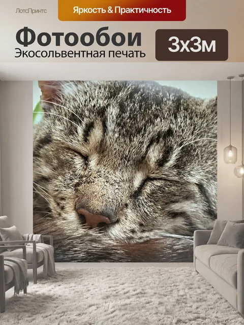Фотообои Кот
