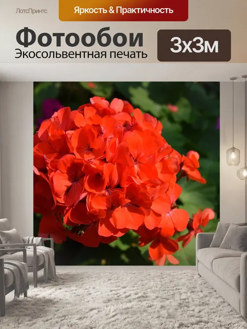 Фотообои Красные кустовые цветы