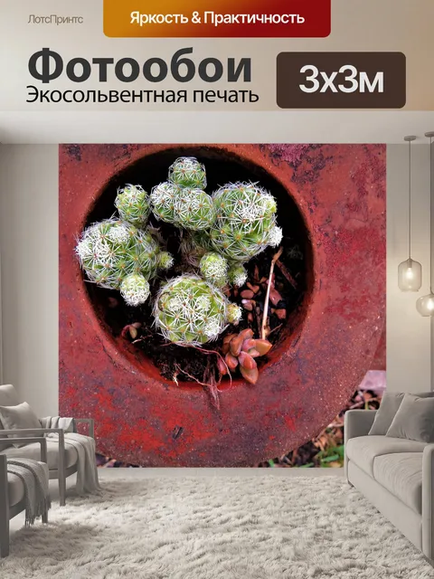 Фотообои Кактус