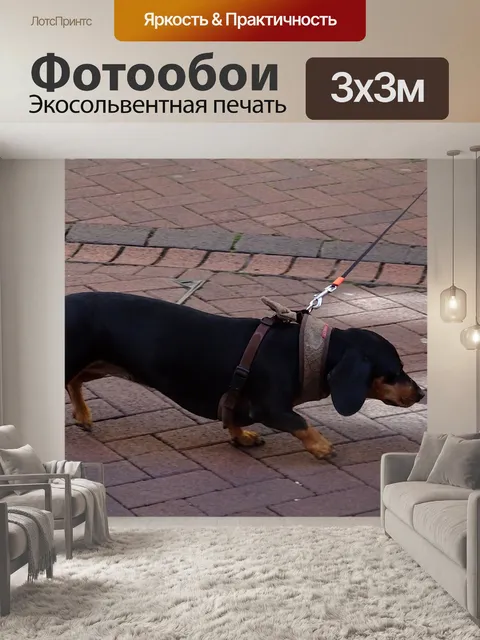 Фотообои Прогулки с собакой