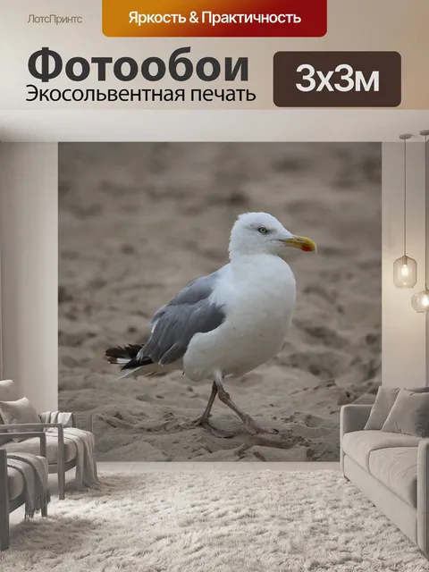 Фотообои Чайка