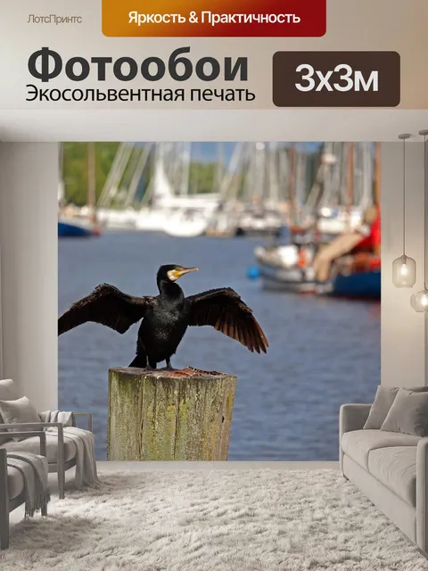 Фотообои Баклан