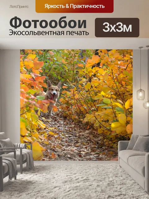 Фотообои Корги