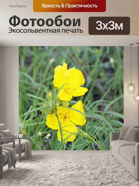 Фотообои Зубчатый вечер Primrose Wildflower