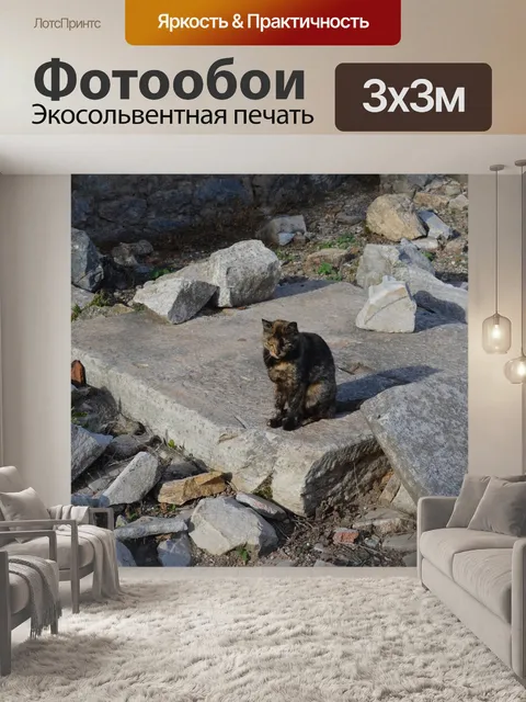 Фотообои Кот