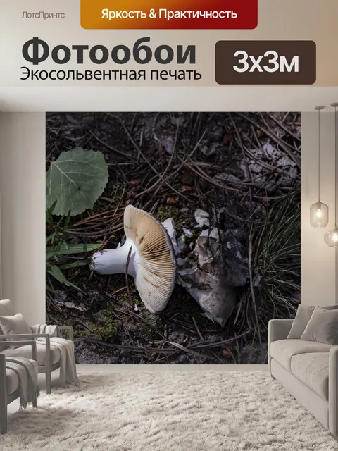Фотообои Белый гриб