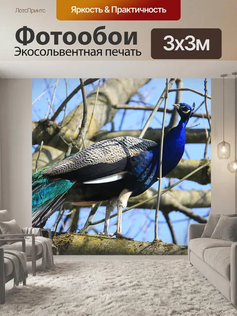Фотообои Павлин