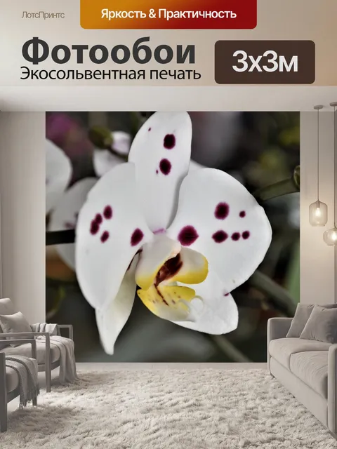 Фотообои Орхидея