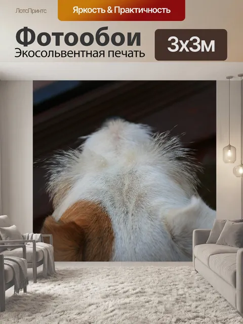 Фотообои густые бровей женской собаки
