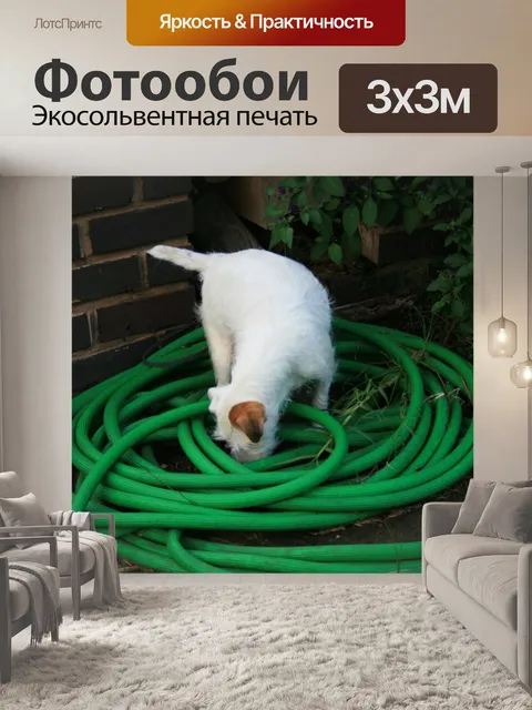 Фотообои Белая собака