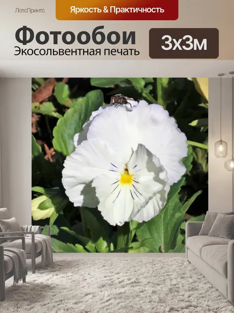 Фотообои Белый цветок анютины глазки и ошибка