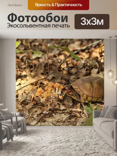 Фотообои Коробчатая черепаха, питающаяся грибами