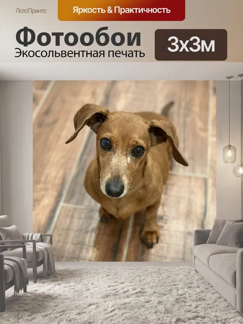 Фотообои Собака