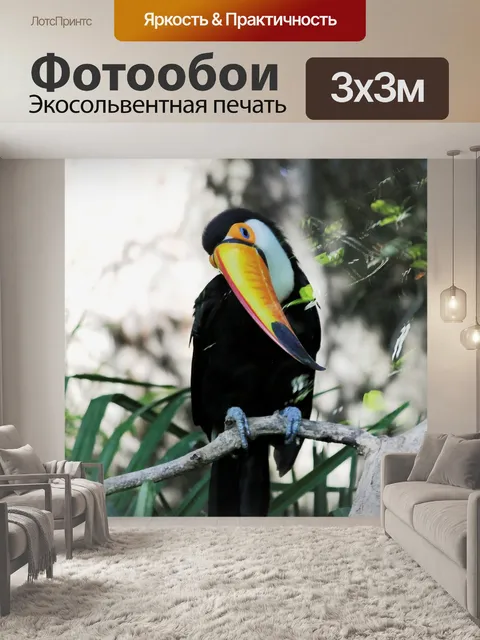 Фотообои Тукан