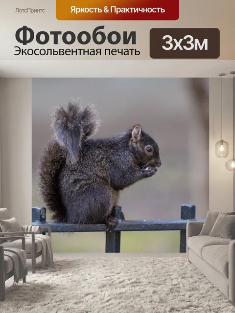 Фотообои белочка