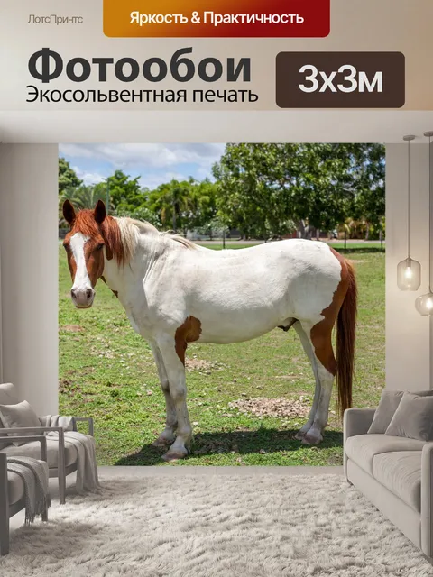 Фотообои Лошадь