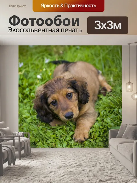 Фотообои Такса