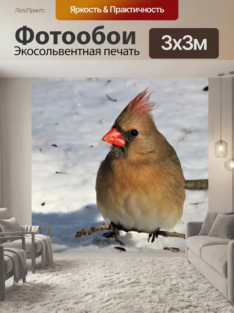 Фотообои Женский кардинал в снегу крупным планом
