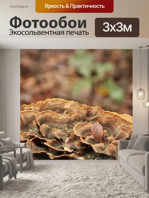 Фотообои Ложные Турции хвост гриба крупным планом
