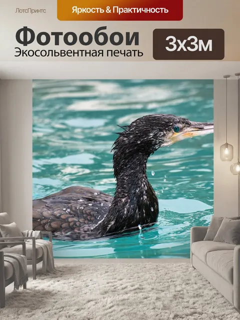 Фотообои Баклан