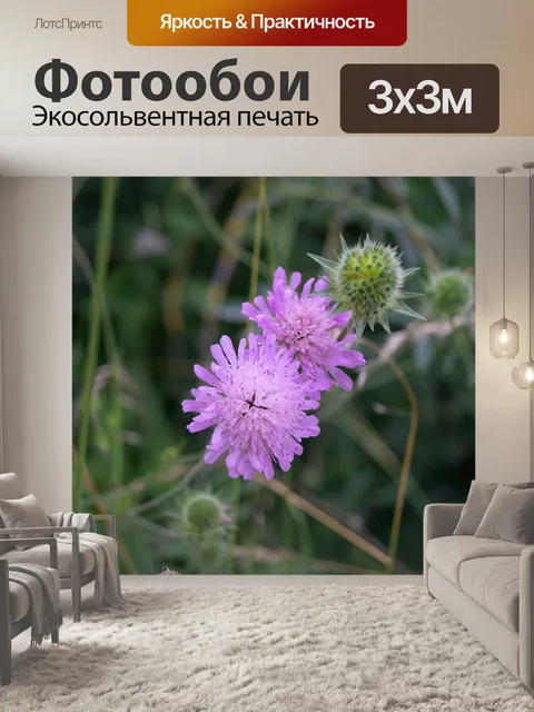 Фотообои Чертополох