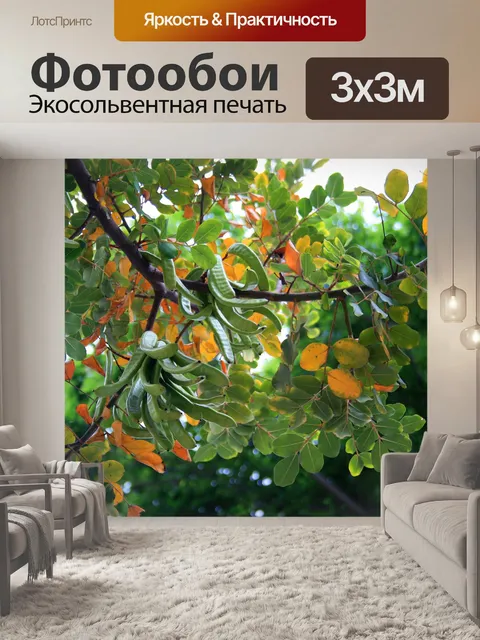 Фотообои рожкового дерева дерево с семян стручки