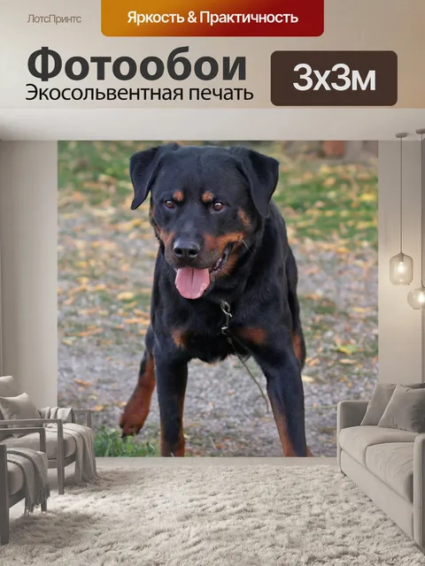 Фотообои Ротвейлер