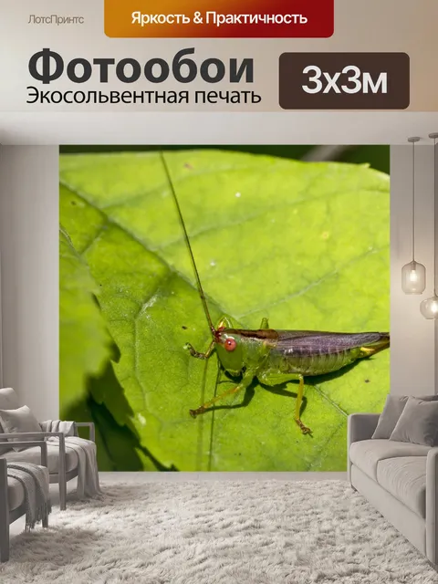 Фотообои Красная Eyed Grasshopper