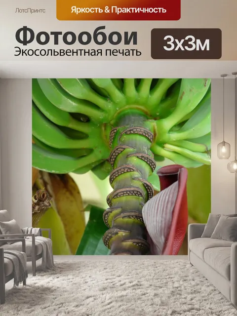 Фотообои Банановое дерево