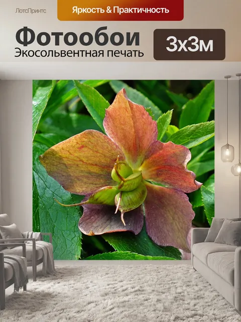 Фотообои Морозник