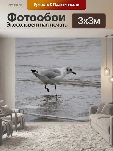 Фотообои Смеющаяся чайка