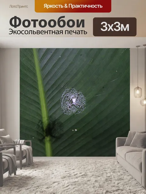 Фотообои Паук тигра Коста-Рика