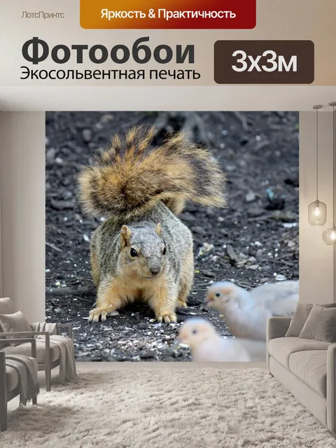 Фотообои Белка смотреть голубей