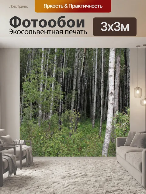 Фотообои Белый Тополь Дерево Дрожание Aspen