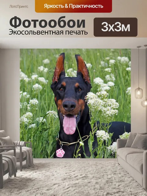 Фотообои Доберман