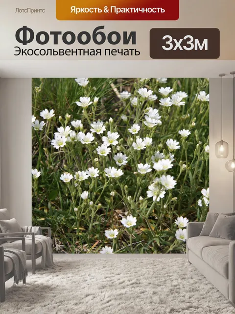 Фотообои Белый Горные цветы